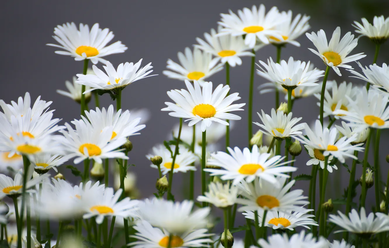 Photo wallpaper flowers, chamomile, white, a lot