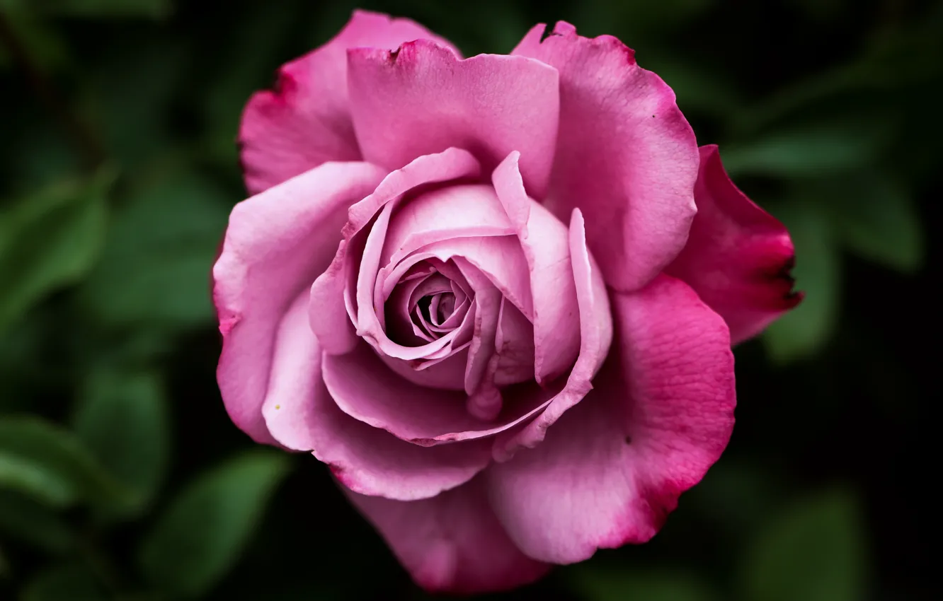 Photo wallpaper macro, close-up, rose, petals