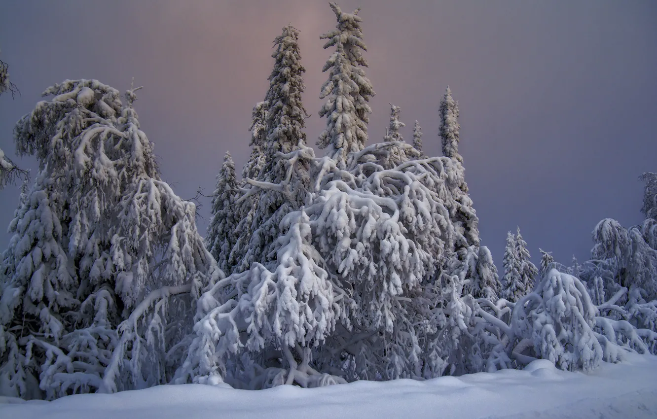 Photo wallpaper winter, the sky, snow, nature, ate, Russia, coniferous trees, National Park Taganay