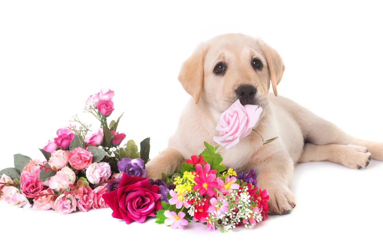 Photo wallpaper look, flowers, dog, paws, muzzle, puppy, Labrador