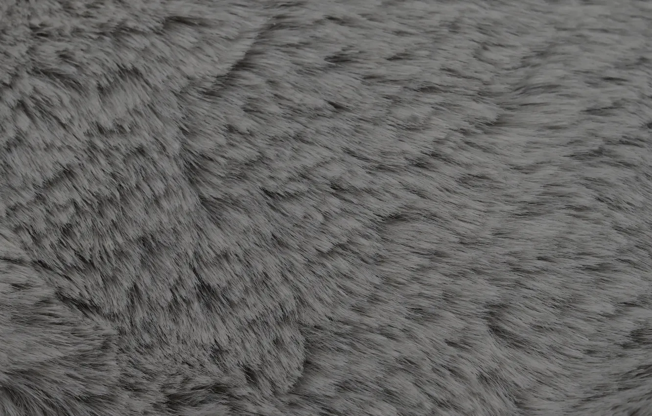 Photo wallpaper cat, grey, wool, fur, grey fur, blue wool, The blue cat