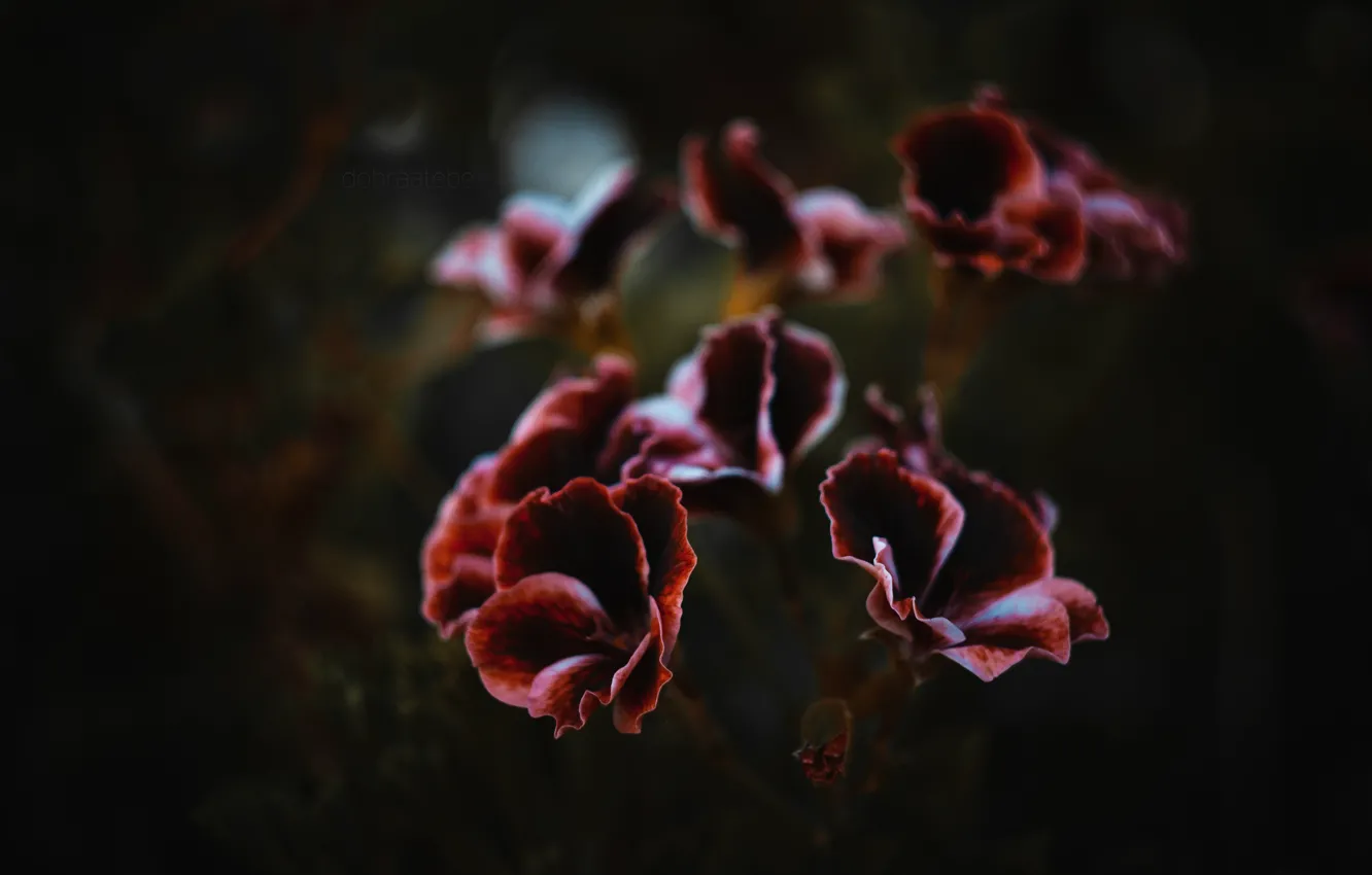 Photo wallpaper flower, background, dark, chocolate, petal, dobraatebe