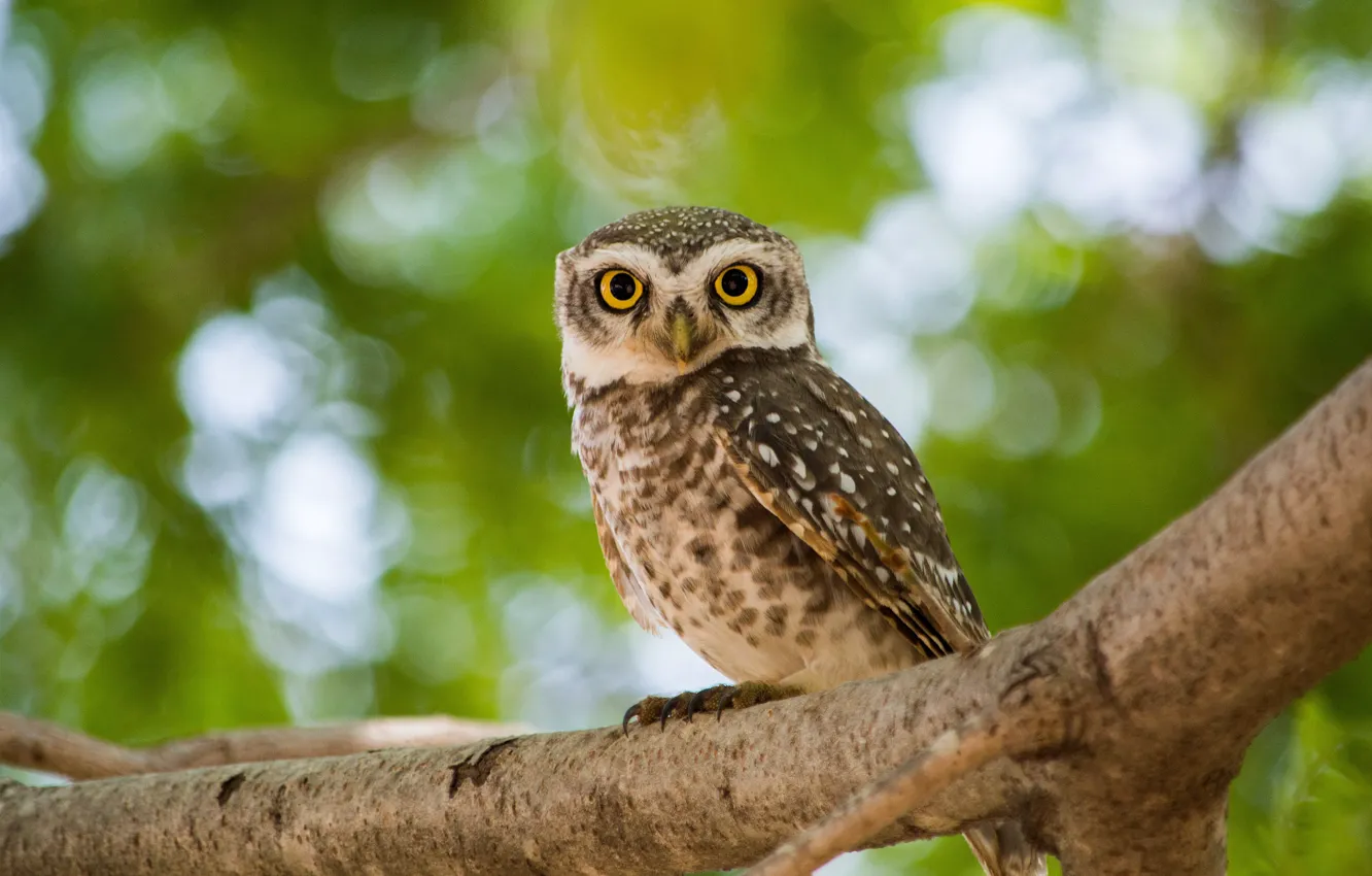 Photo wallpaper look, branches, owl, bird, bokeh, owl