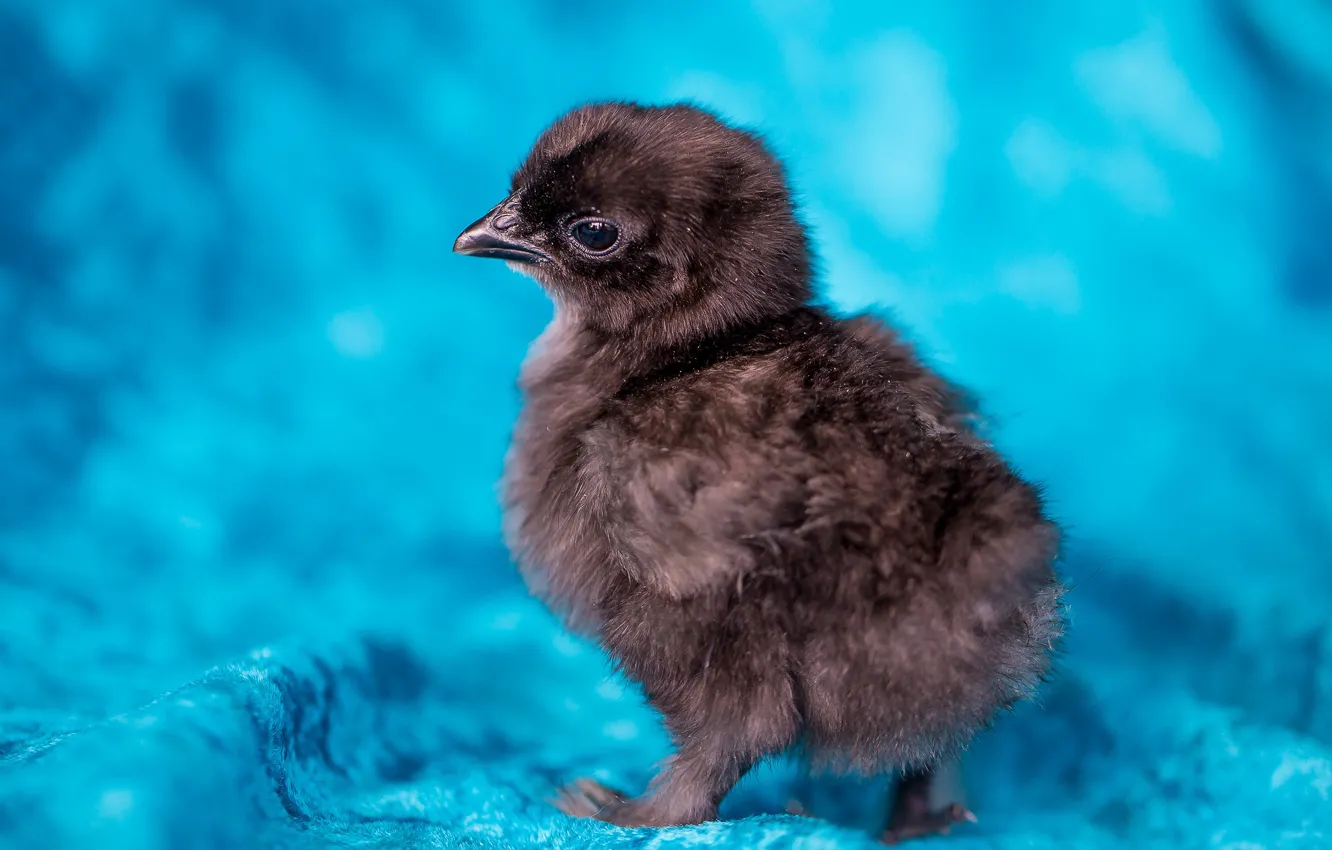 Photo wallpaper chickens, baby, baby