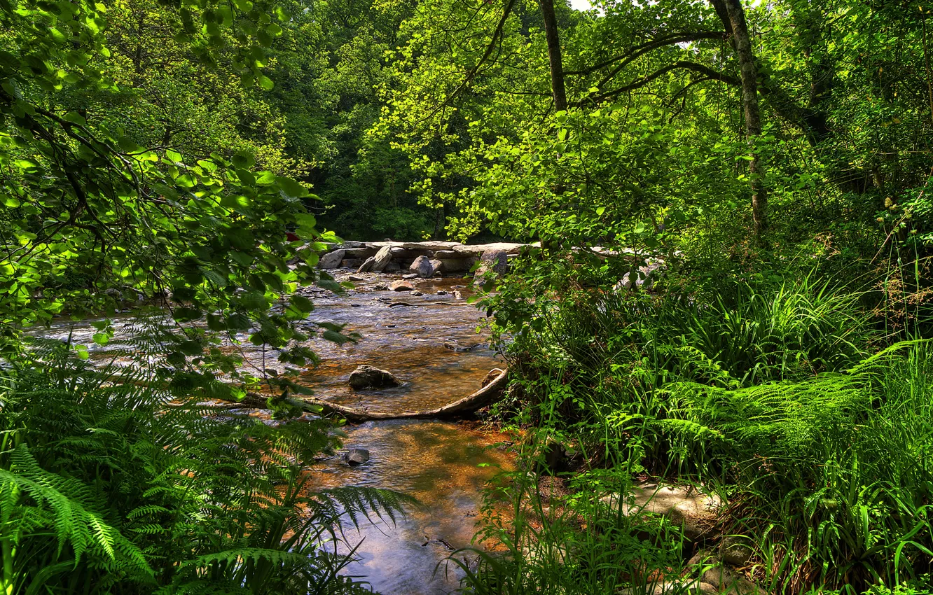 Photo wallpaper forest, trees, branches, stream, stones, UK, the bushes, Exmoor National Park