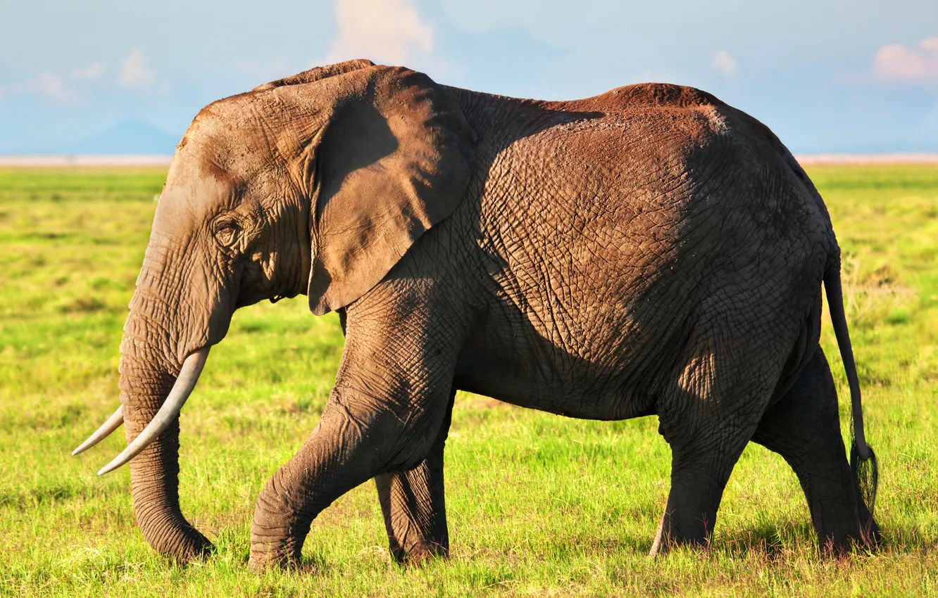 Photo wallpaper animals, elephant, african