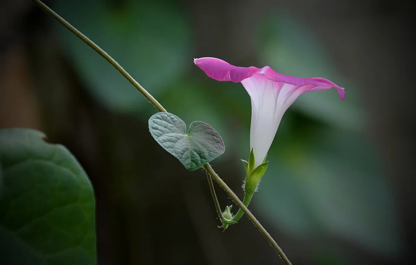 Photo wallpaper flower, pink, vine, bindweed, morning glory
