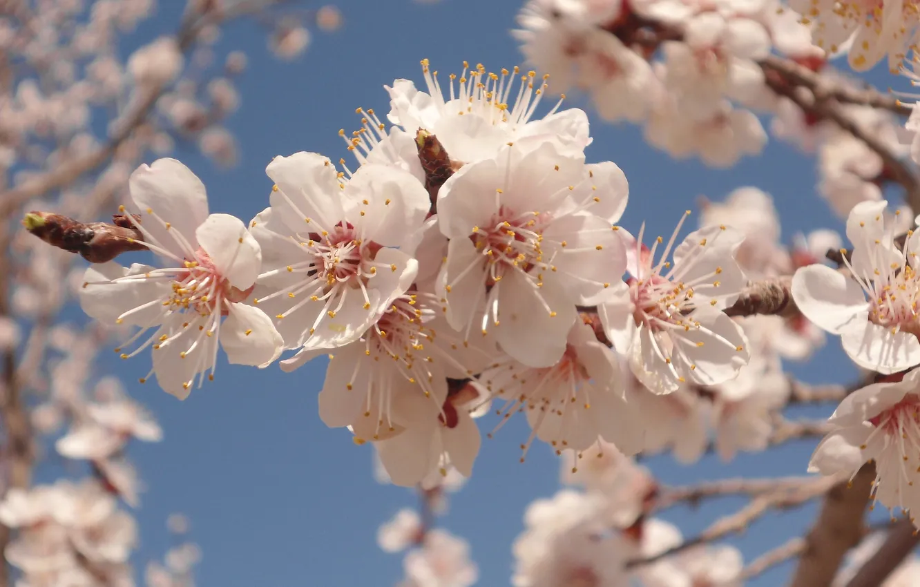 Photo wallpaper flowers, spring, apricots
