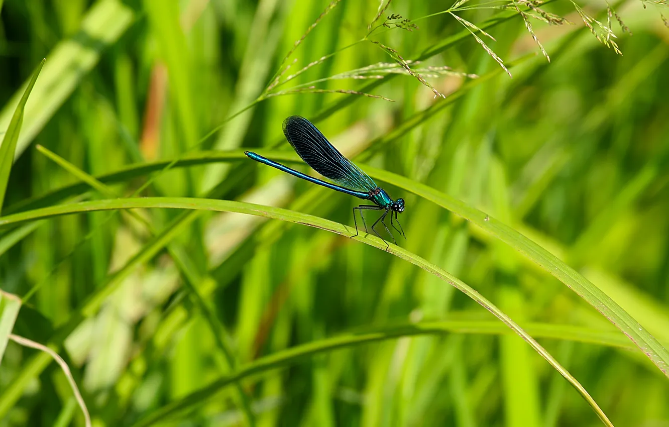 Photo wallpaper greens, summer, grass, dragonfly