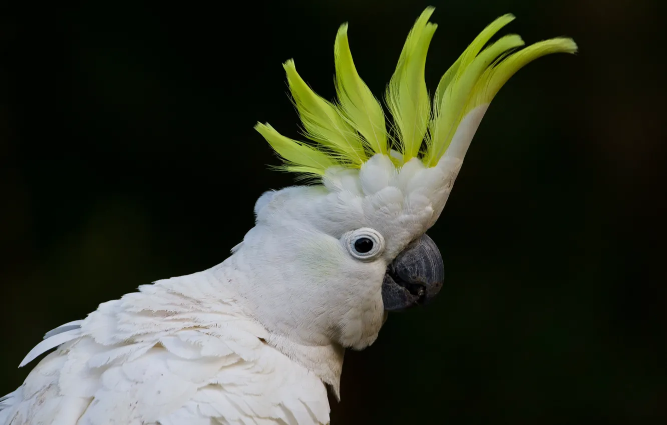 Photo wallpaper bird, feathers, beak, parrot, Big jeltuhay cockatoo