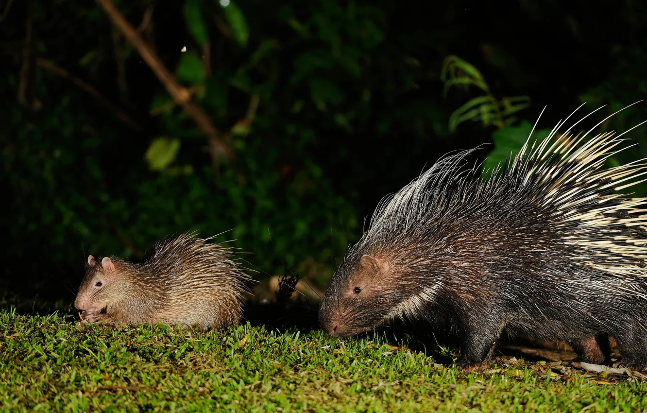 Photo wallpaper baby, mom, porcupine