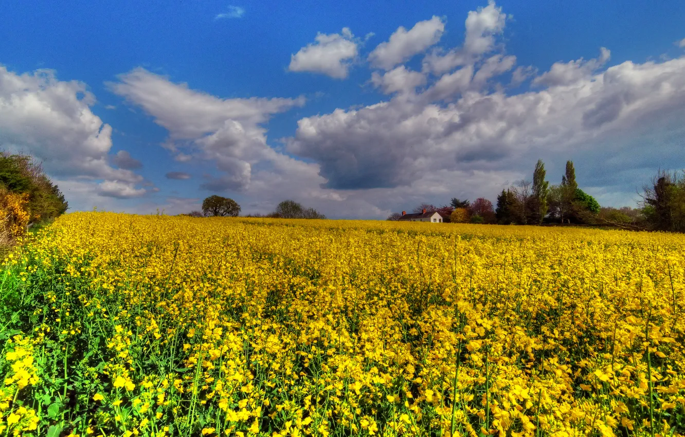 Photo wallpaper clouds, blue, dal, house, rape, rapeseed field