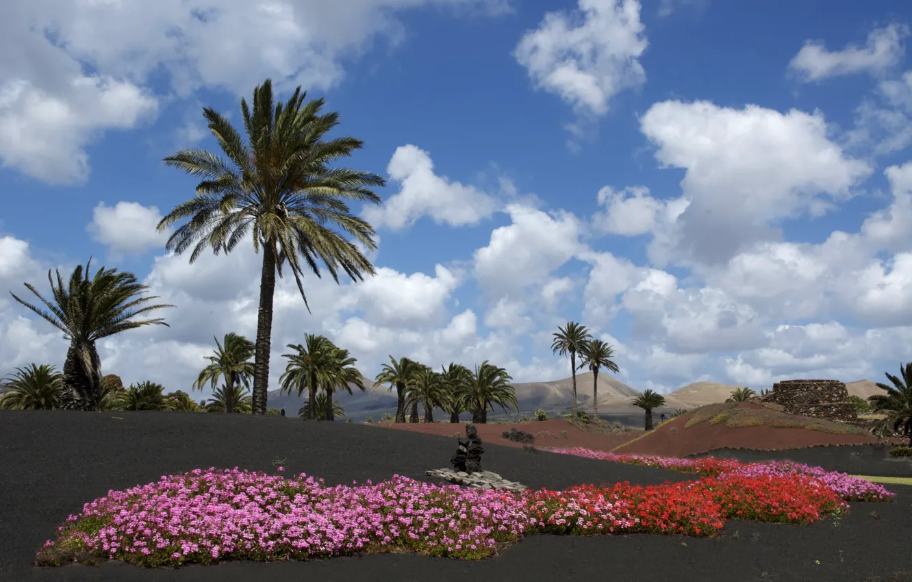Photo wallpaper Flowers, blue sky, whiteclouds, Lanzarote, volcanic island, black ground
