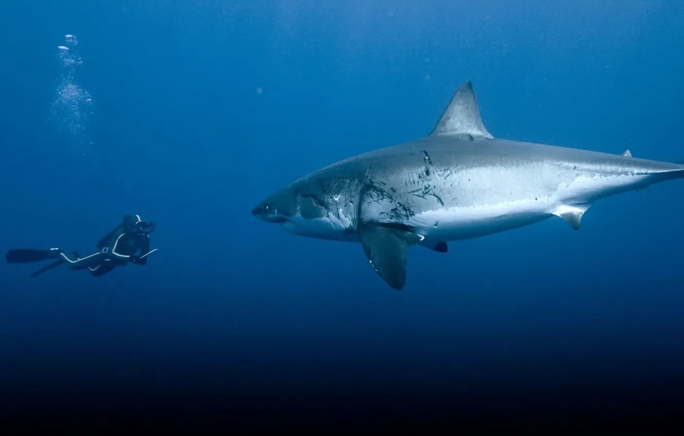 Photo wallpaper underwater, animals, sea, Great White Shark, animals in the wild