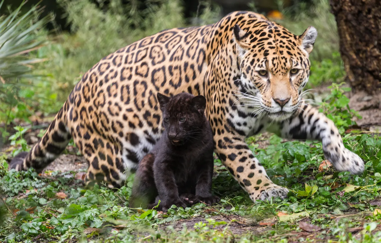 Photo wallpaper cats, nature, baby, mom, jaguars