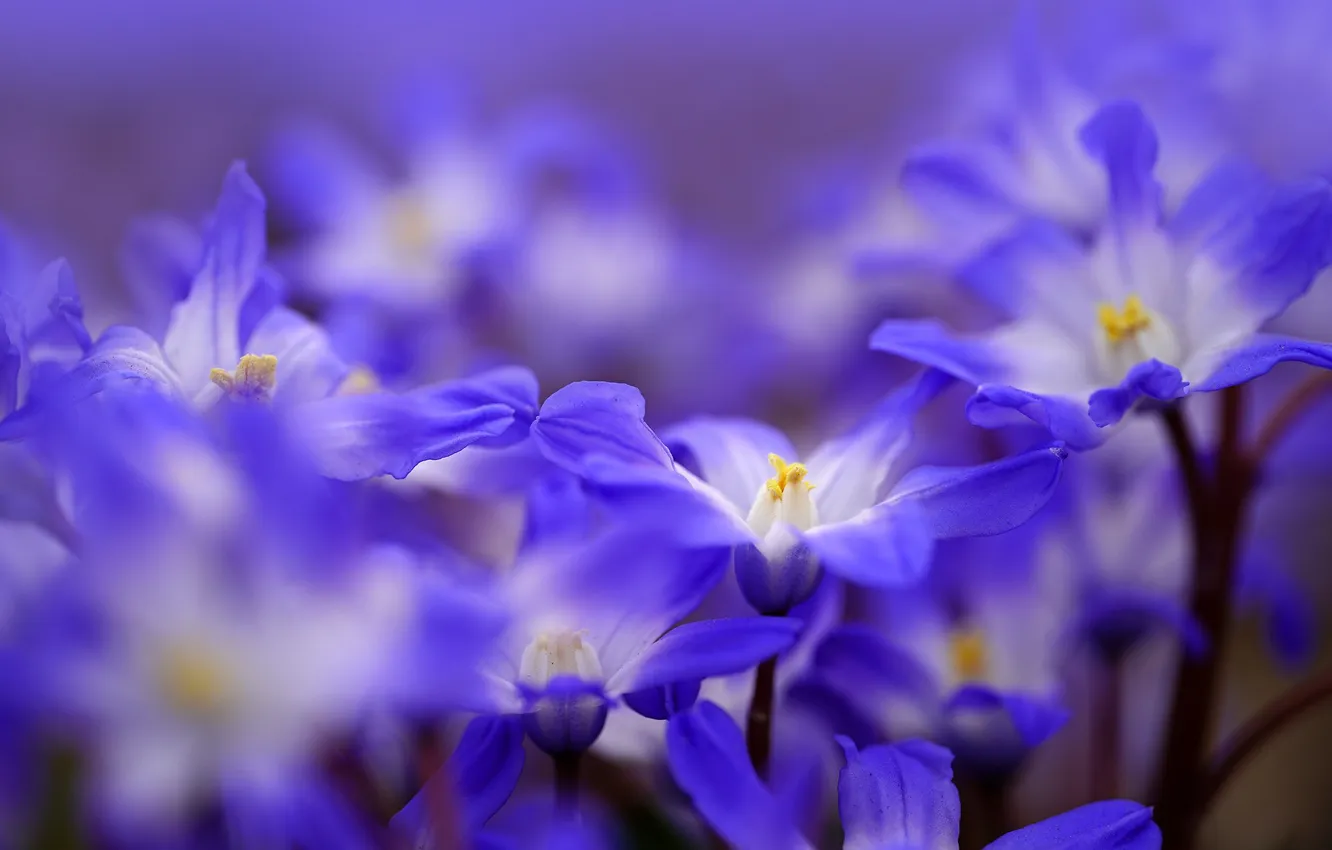 Photo wallpaper macro, Hionodoksa, Lucilia's Copse