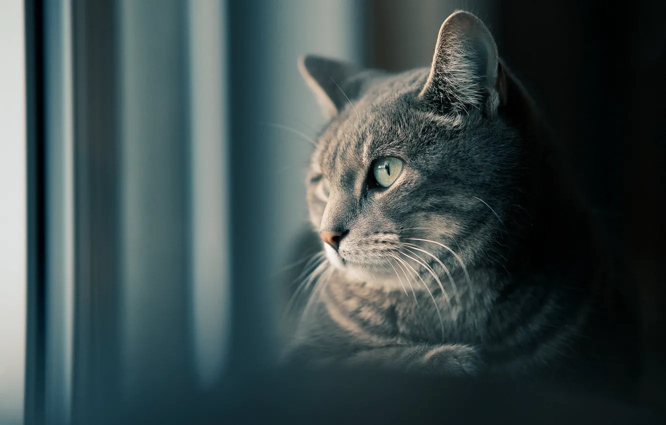 Photo wallpaper cat, look, muzzle, cat