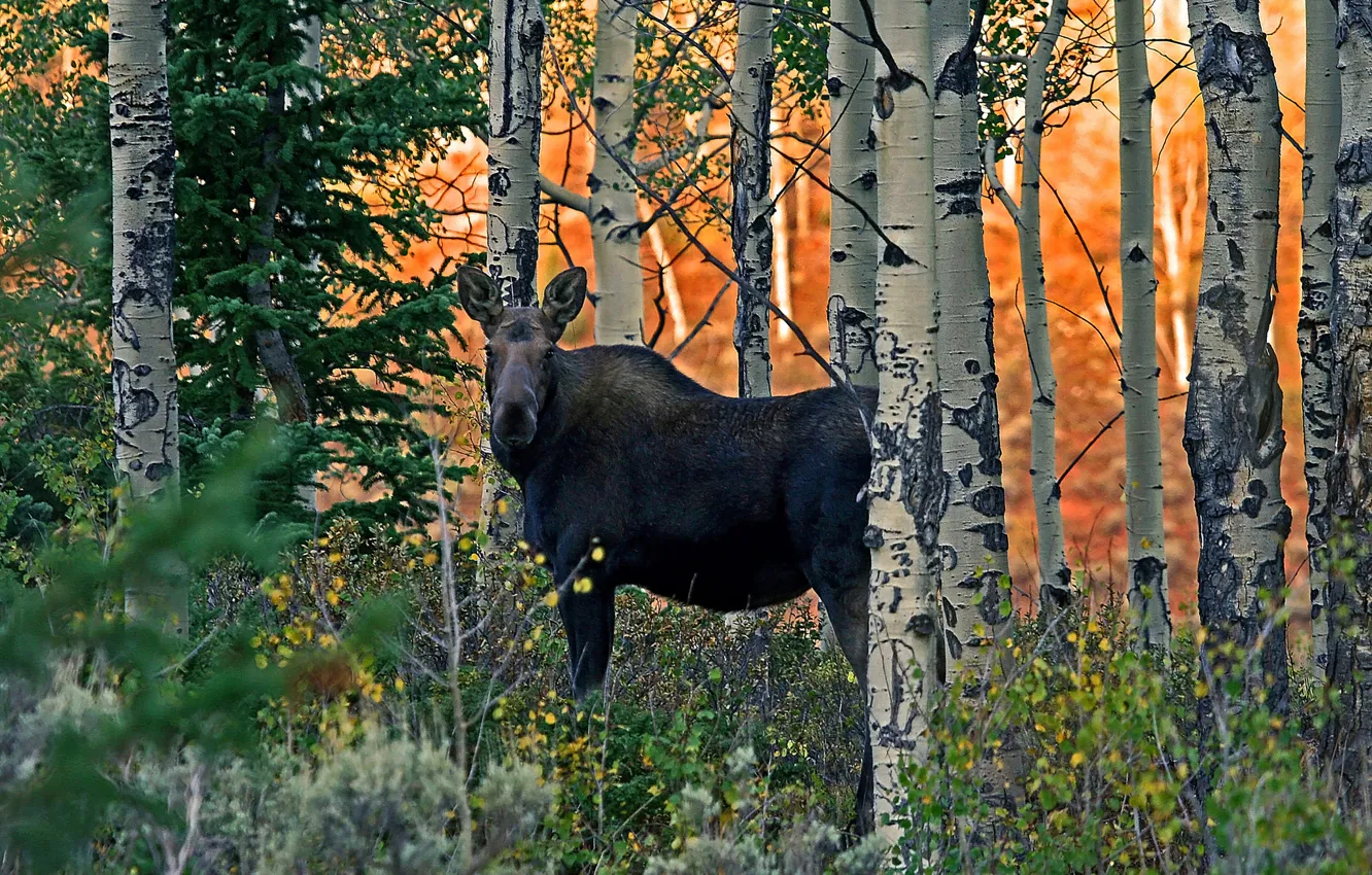Photo wallpaper forest, trees, nature, grove, moose