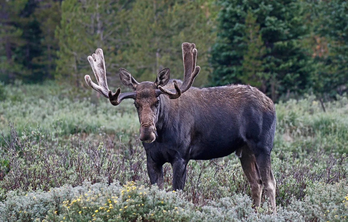 Photo wallpaper nature, horns, moose, mammal