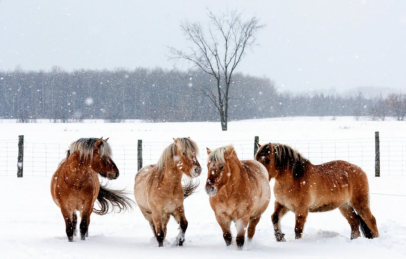 Photo wallpaper winter, snow, snowflakes, nature, animal, horse, horse, fence
