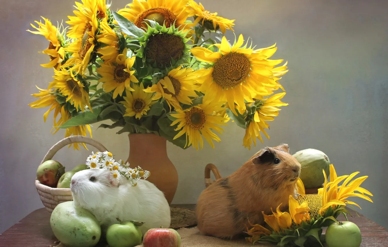 Photo wallpaper sunflowers, vegetables, cute, Guinea pigs