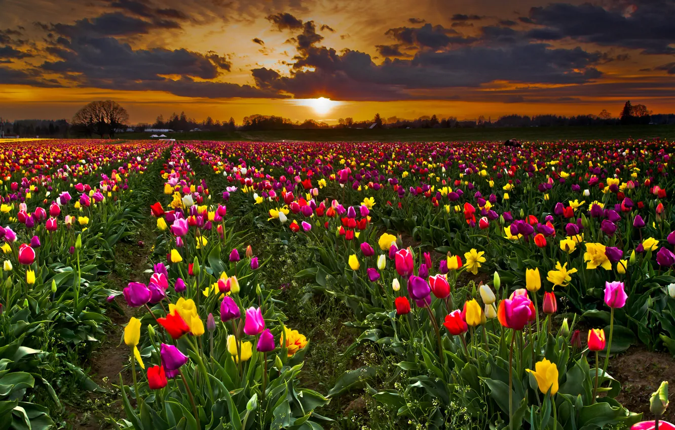 Photo wallpaper field, the sky, sunset, flowers, clouds, tulips, plantation