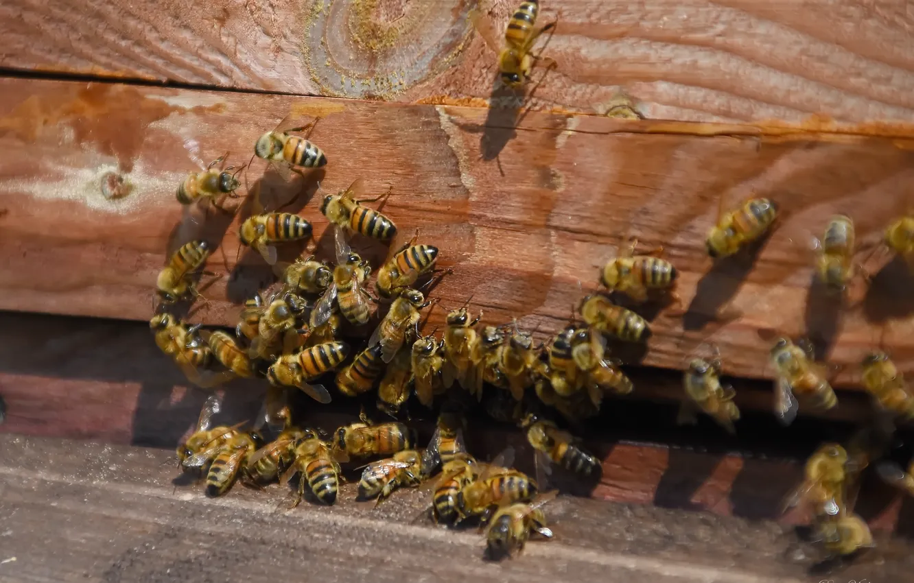 Photo wallpaper summer, macro, nature, bee, insect