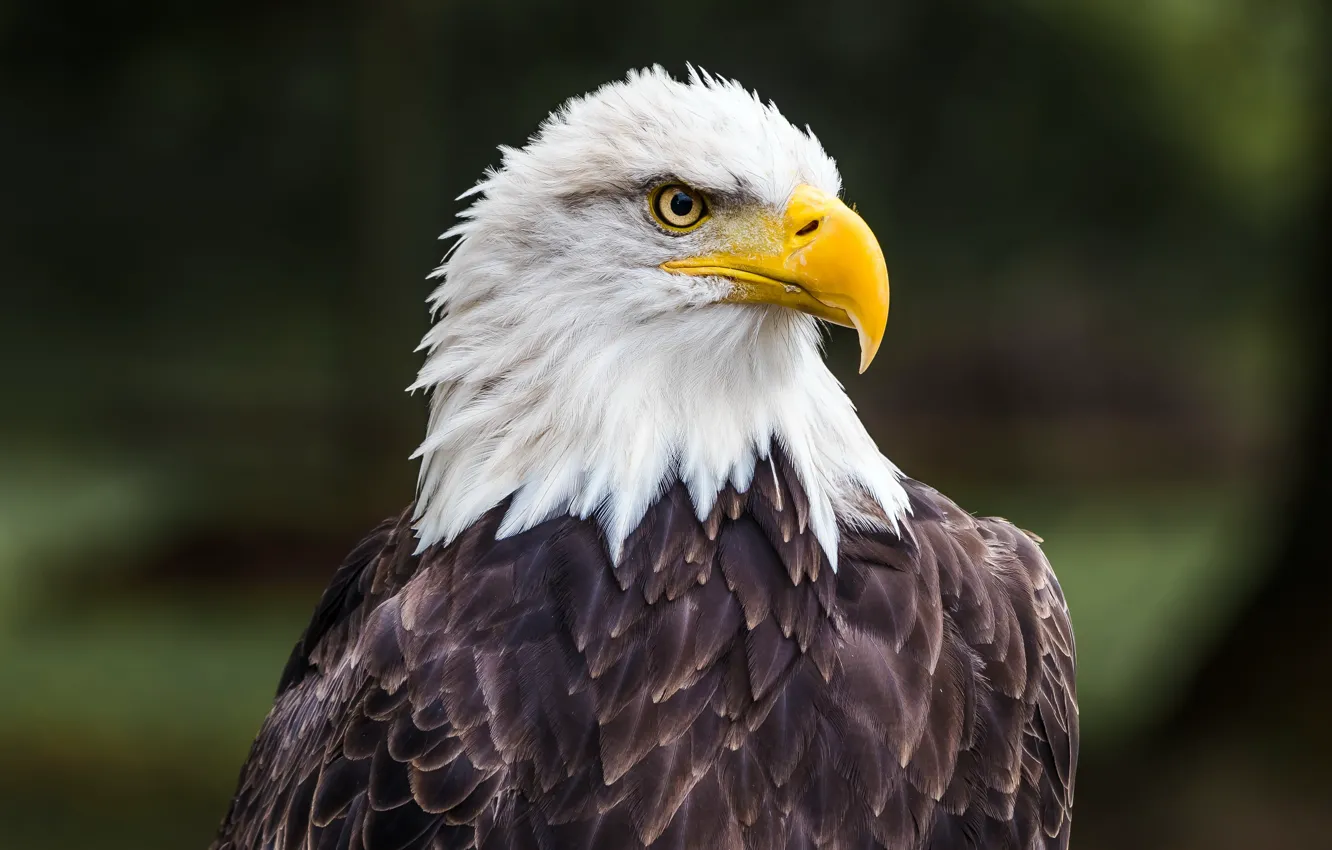 Photo wallpaper nature, bird, eagle