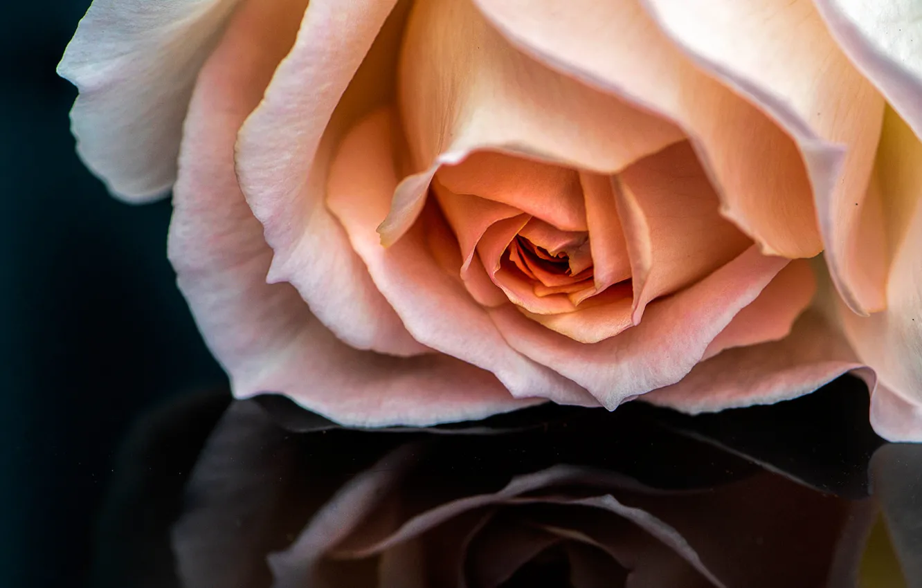 Photo wallpaper macro, reflection, rose, Bud