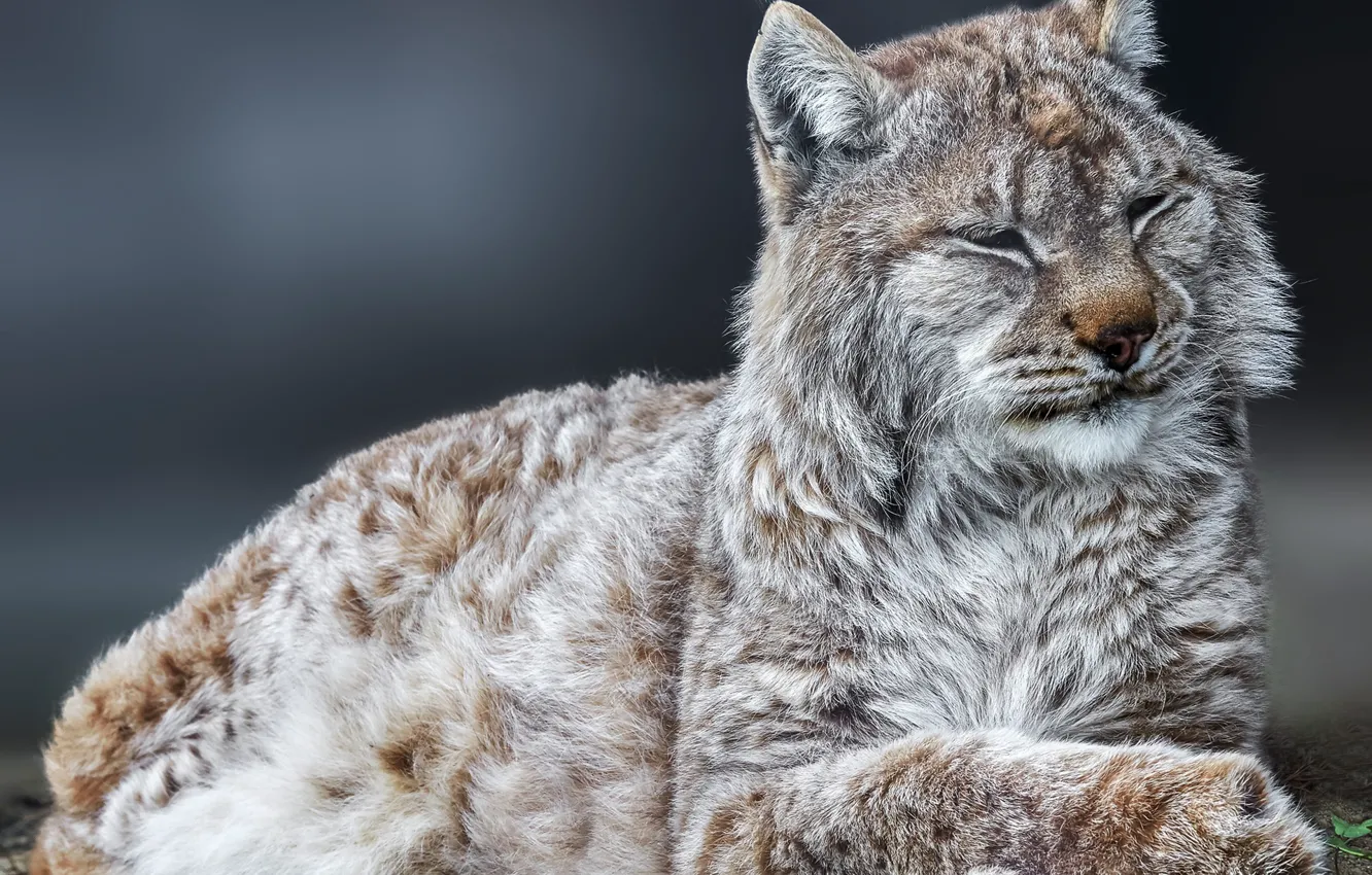Photo wallpaper background, portrait, lynx, wild cat