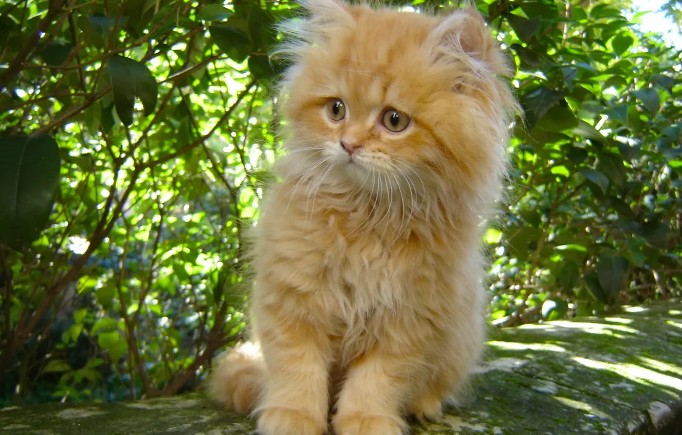 Photo wallpaper fluffy, red, kitty, ginger kitten