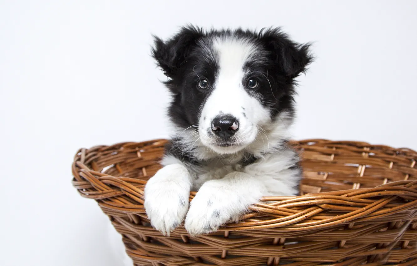 Photo wallpaper look, dog, paws, muzzle, puppy, sitting, basket, collie