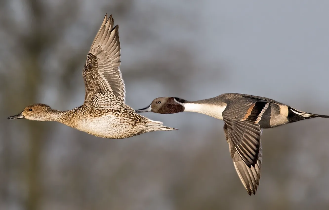 Photo wallpaper flight, bird, duck, wings, pair, a couple, Drake, Pintail