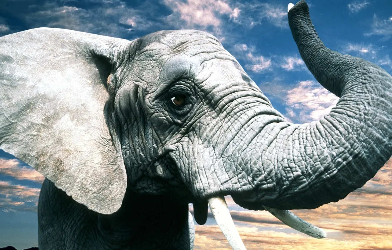 Photo wallpaper eyes, nature, grey, elephant, ears, trunk