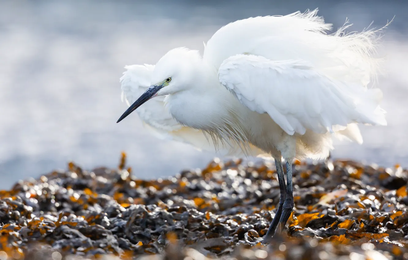 Photo wallpaper white, look, leaves, pose, bird, shore, wings, pond