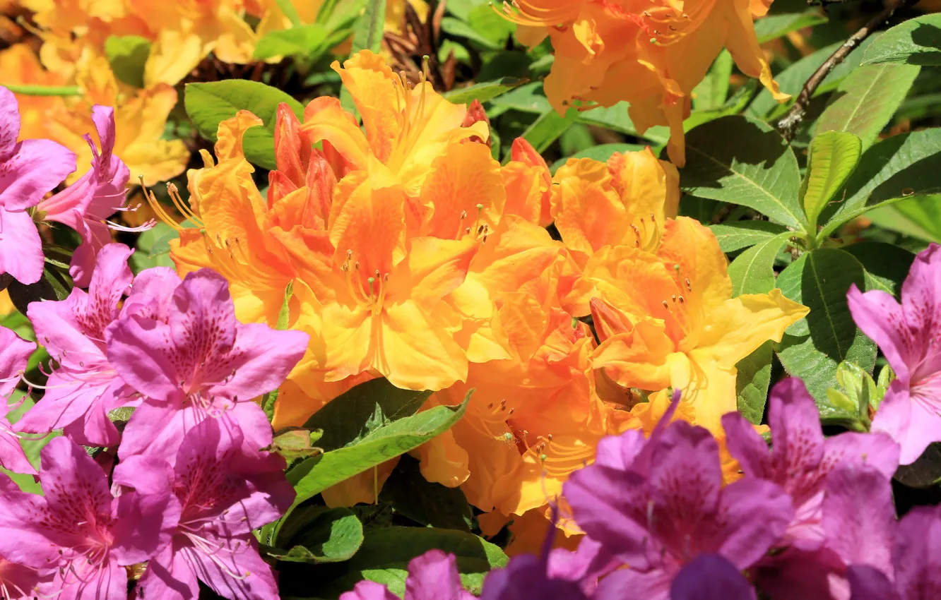 Photo wallpaper leaves, macro, light, flowers, orange, branches, bright, spring