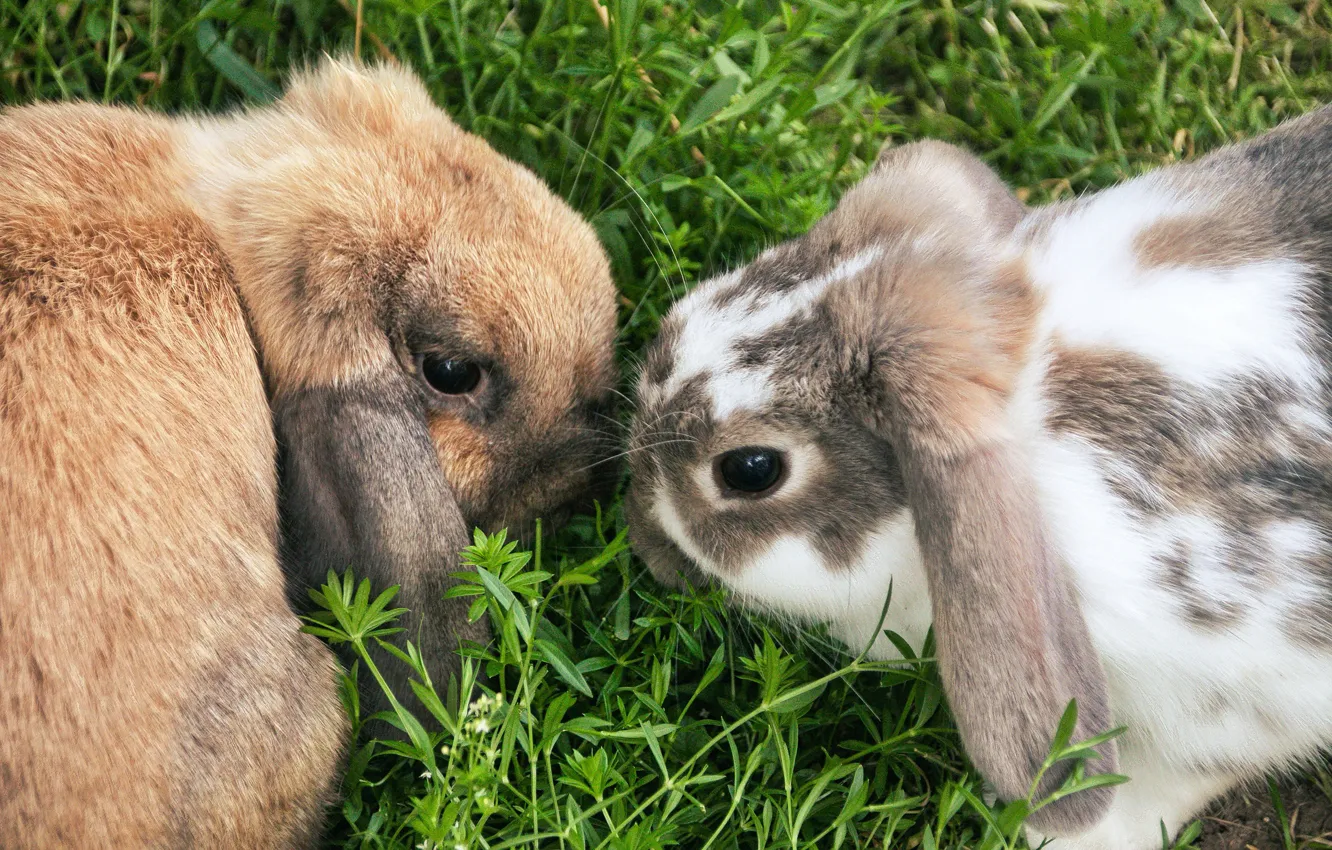 Photo wallpaper grass, look, nature, glade, hare, rabbit, pair, rabbits
