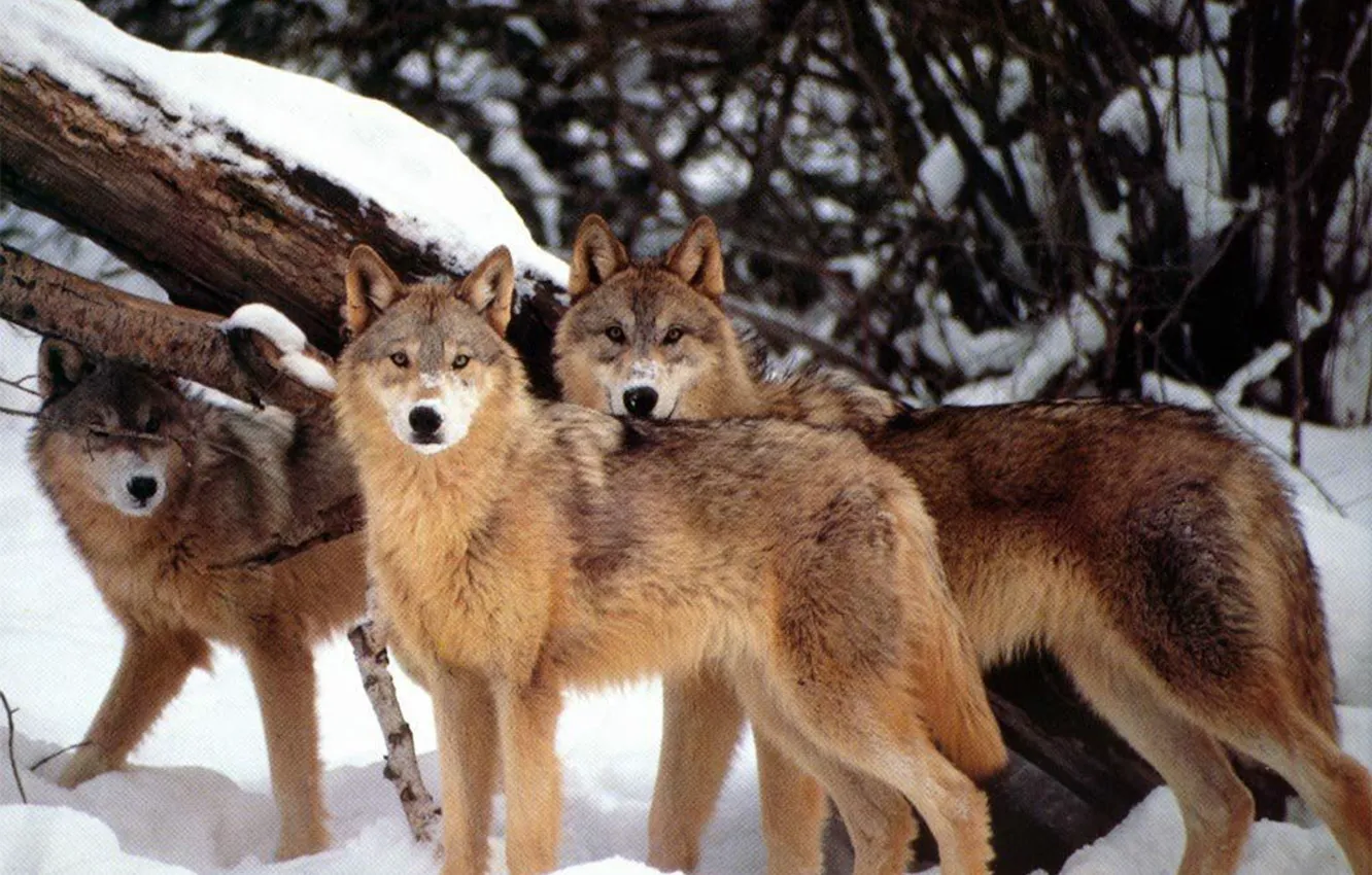 Photo wallpaper Predator, nature, animal, wolf, wildlife, Wolf Pack, Canis lupus., portrait.