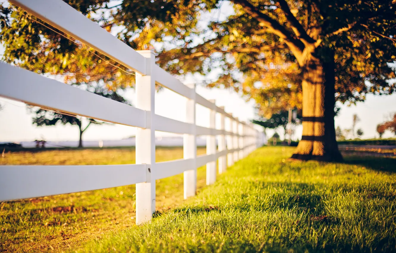 Photo wallpaper grass, light, the fence