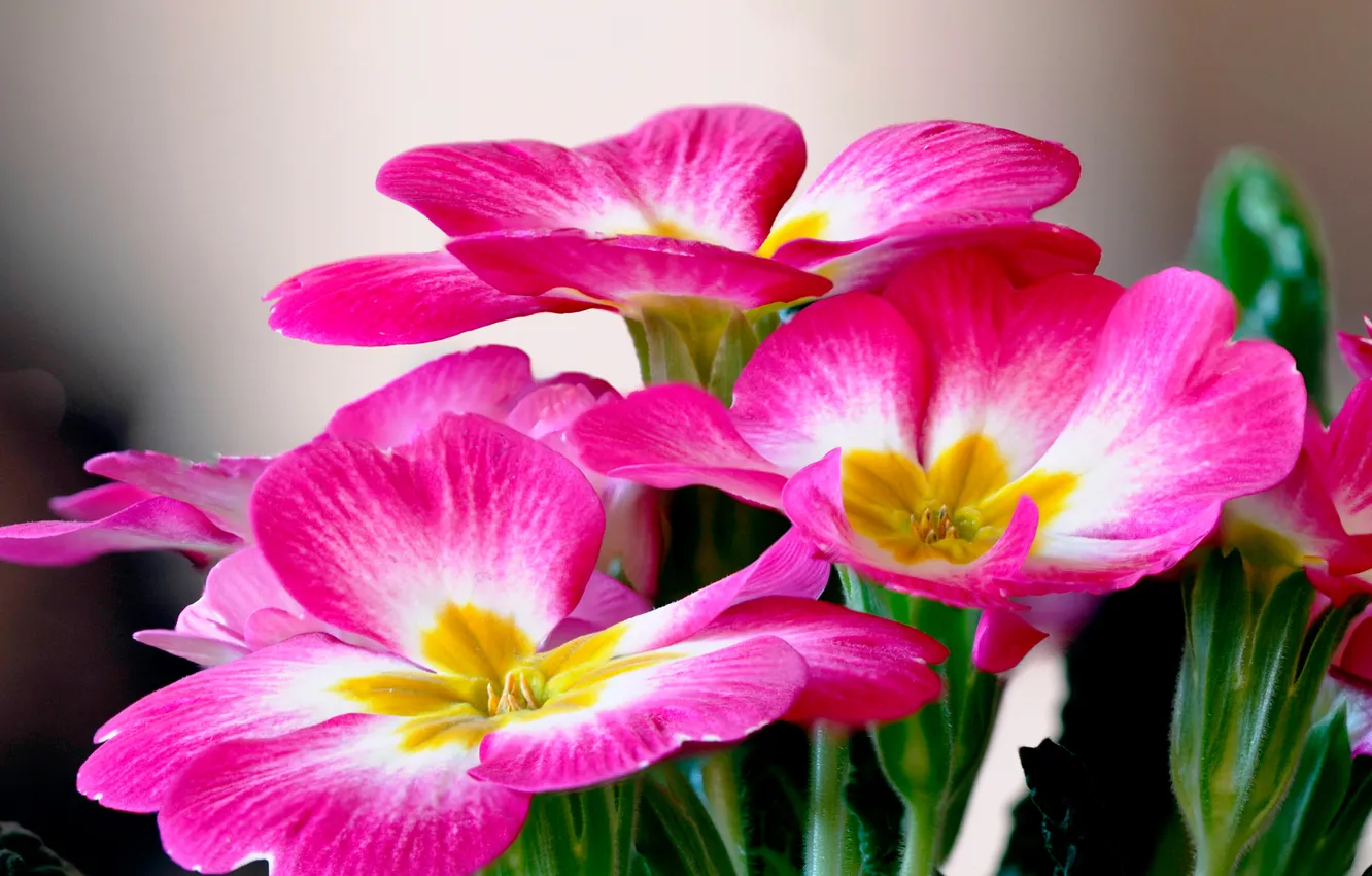 Photo wallpaper flowers, nature, plant, petals