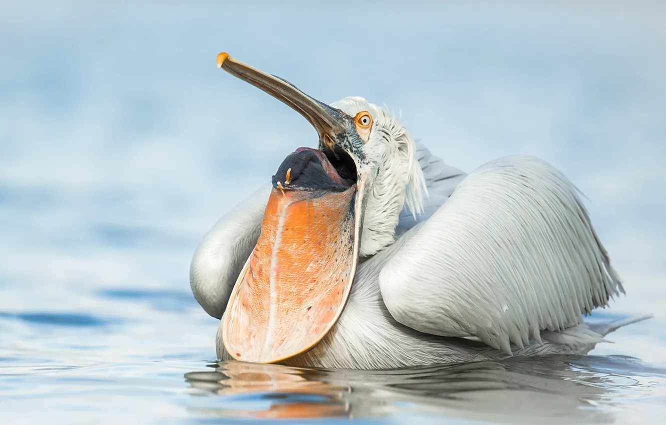 Photo wallpaper nature, bird, Pelican