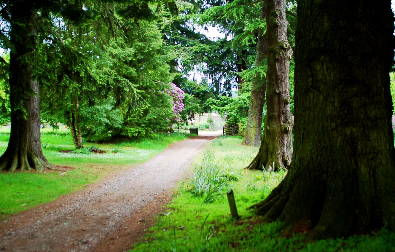 Photo wallpaper road, grass, trees