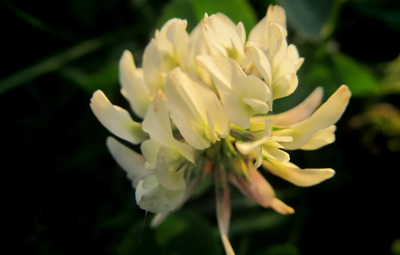 Photo wallpaper white, macro, clover, blackout