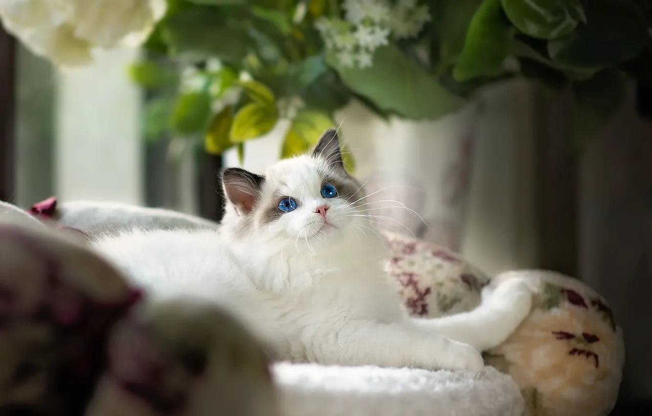 Photo wallpaper cat, look, flowers, mood, chair, fluffy, lies, pot