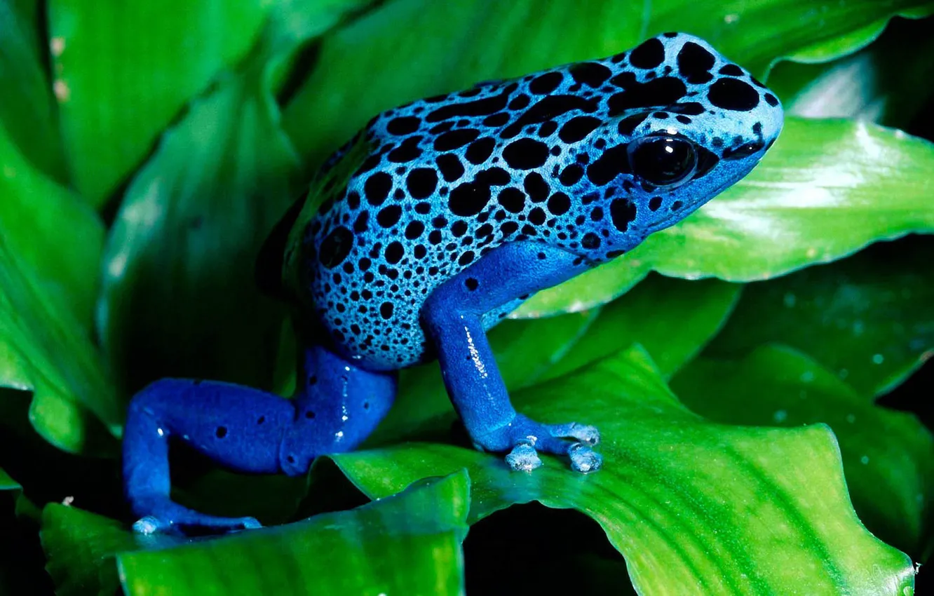 Photo wallpaper leaves, blue, Frog