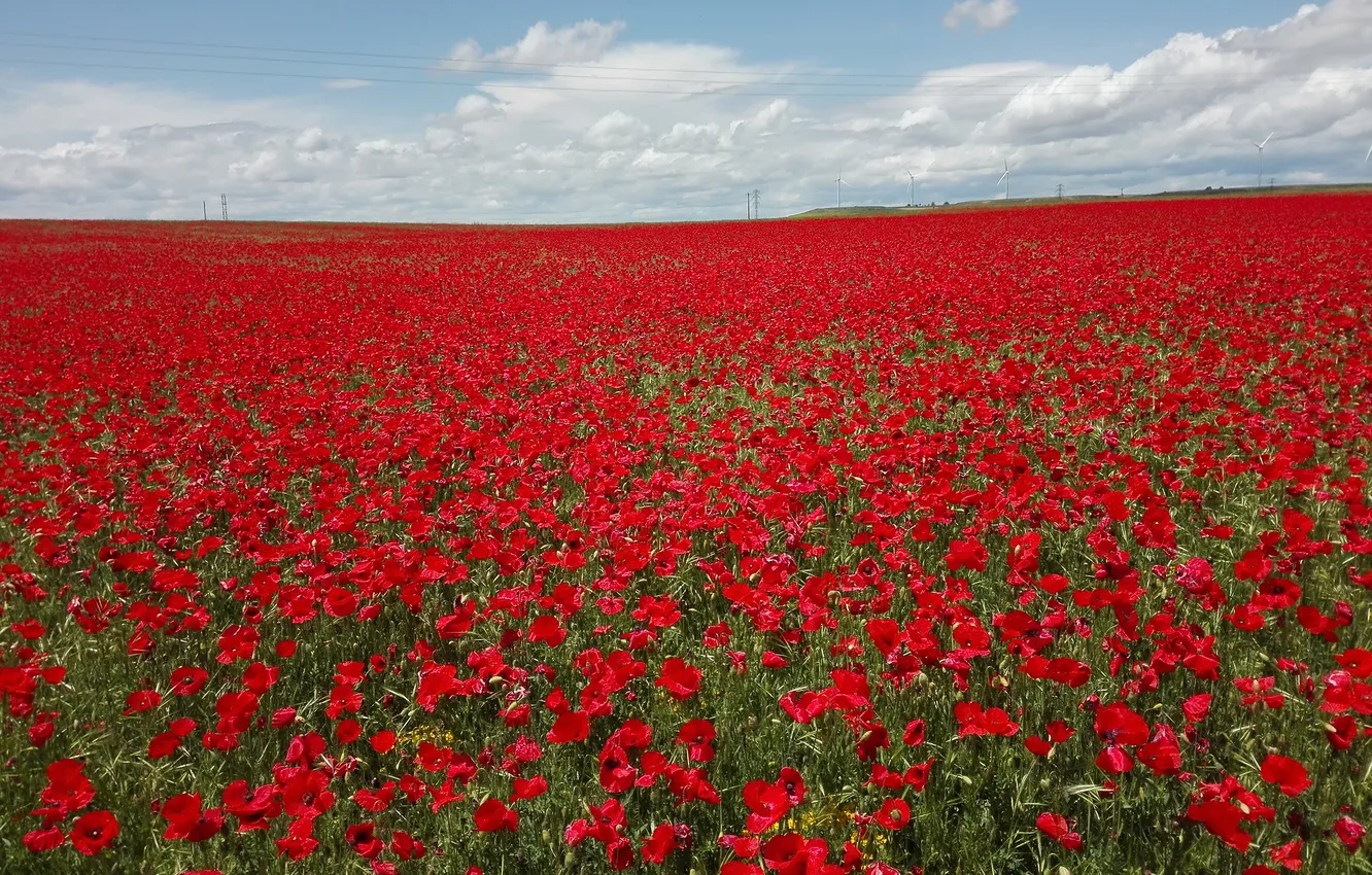 Photo wallpaper summer, the sky, clouds, flowers, red, Maki, meadow, space