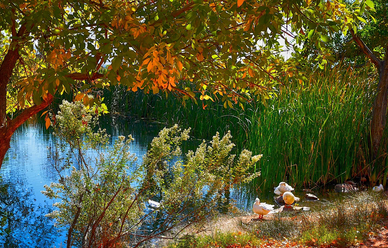 Photo wallpaper autumn, trees, birds, lake, pond