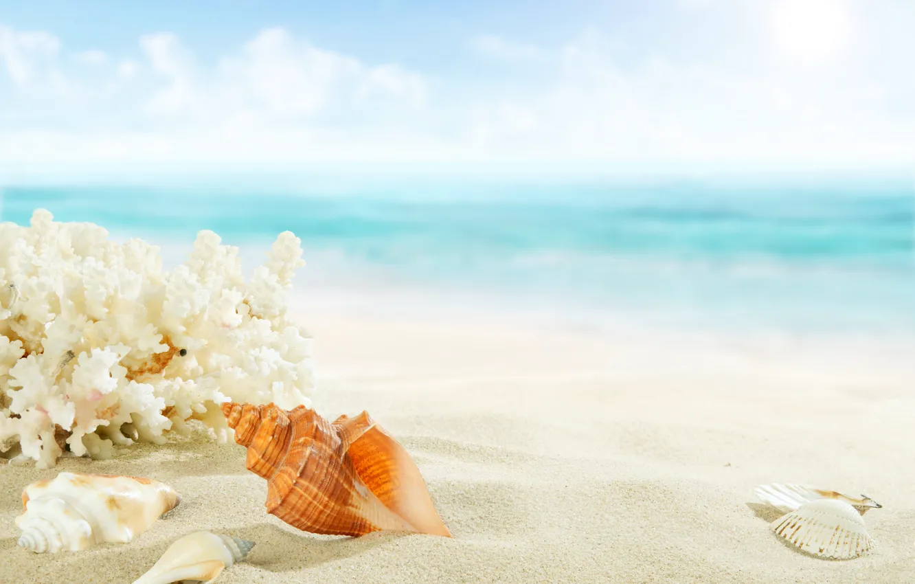 Photo wallpaper sand, sea, beach, shore, shell, summer, beach, sea