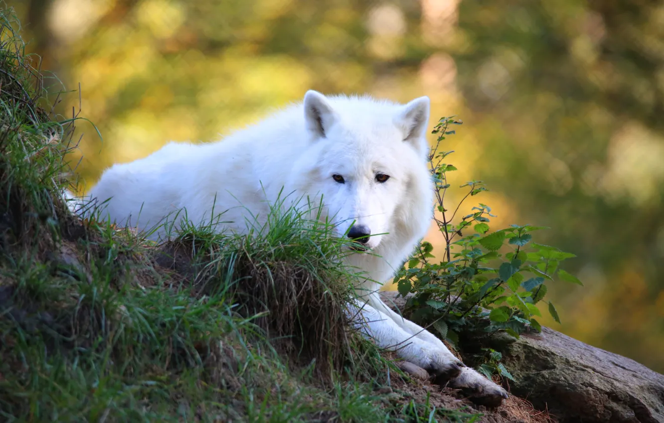Photo wallpaper white, grass, nature, wolf, lies, Arctic