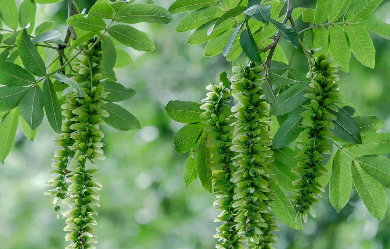 Photo wallpaper greens, leaves, trees, seeds